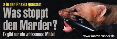 was stoppt den Marder